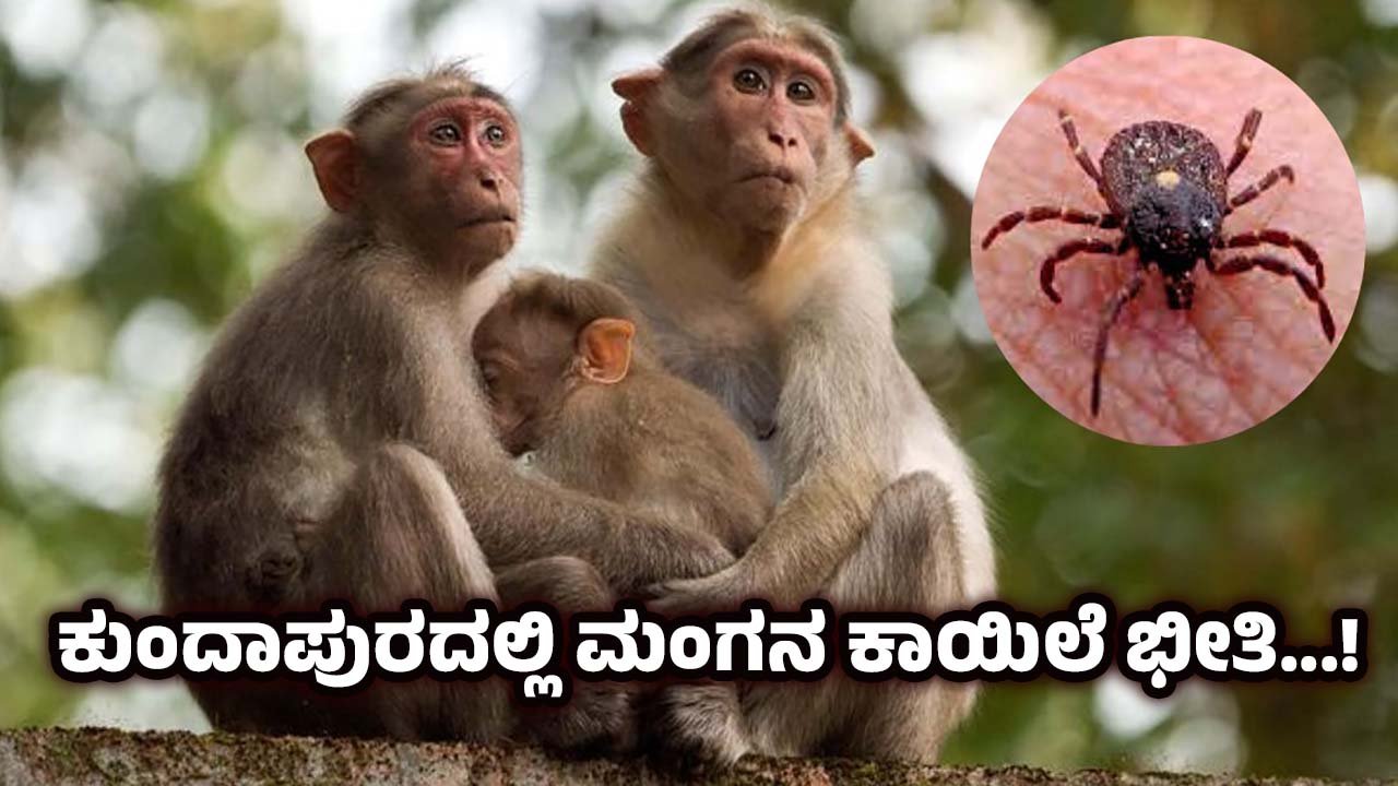 kundapura Kyasanur Forest Disease -KFD 5 monkeys die in a single week Udupi News