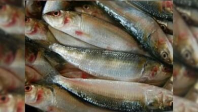 udupi sardian fishing