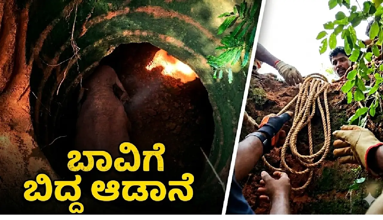 elephant rescue