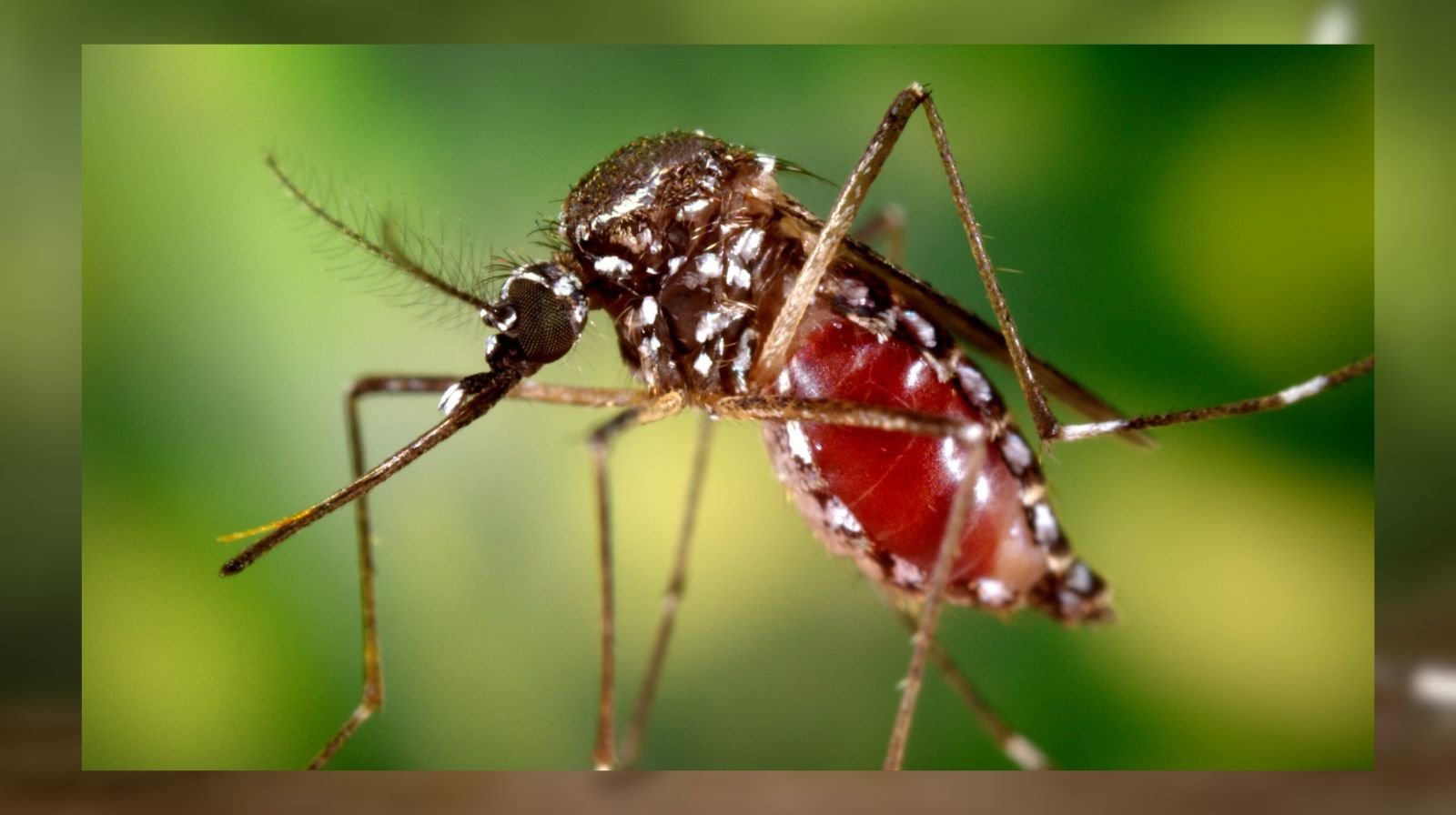 chikungunya