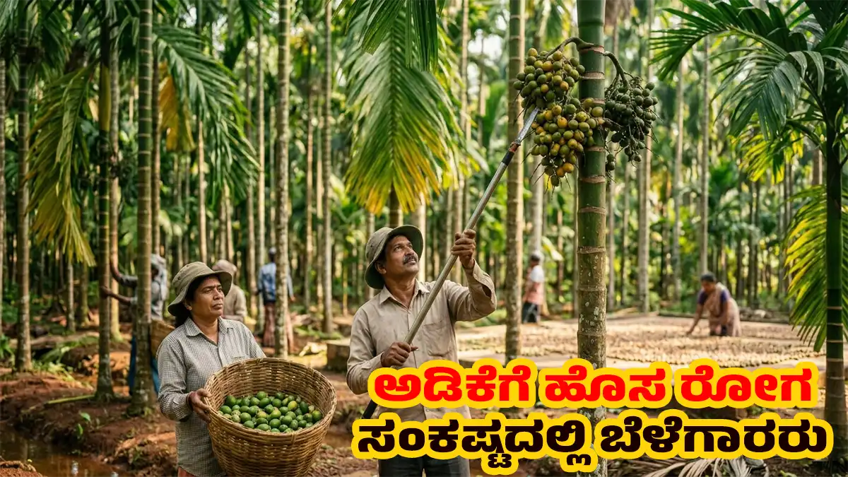 how to manage new arecanut disease Karnataka 2026