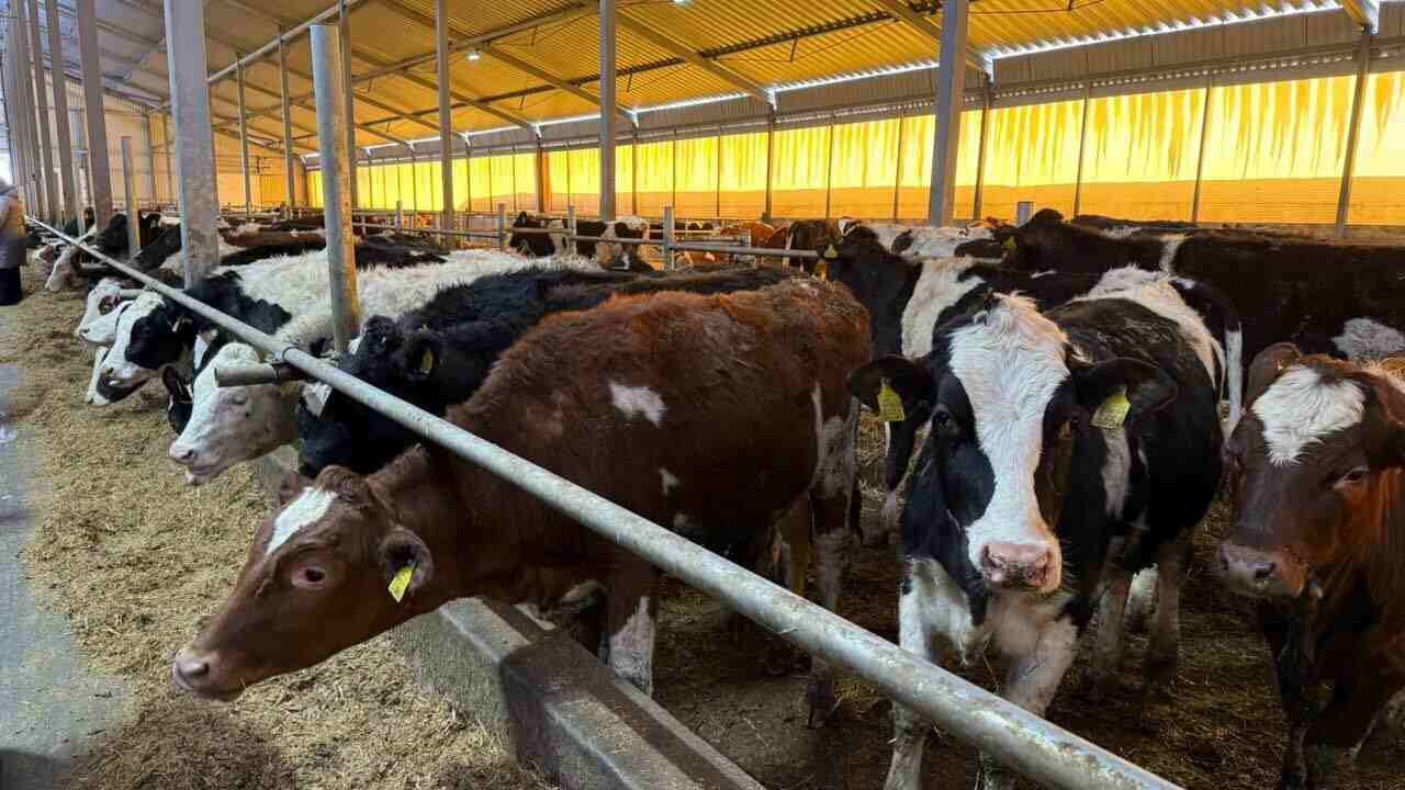 ಸರ್ಕಾರದಿಂದ ಹಸು ಖರೀದಿಗೆ ಭರ್ಜರಿ ಸಬ್ಸಿಡಿ ಘೋಷಣೆ, ರೈತರ ಖಾತೆಗೆ ನೇರ ಹಣ ಜಮೆ!
