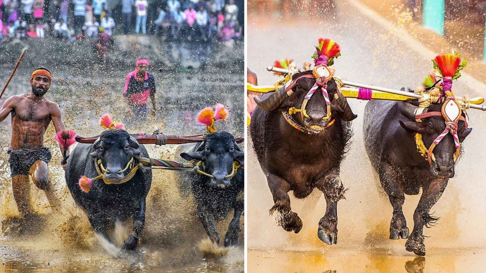 ಮೈಸೂರು ದಸರಾದಲ್ಲಿ ಹೊಸ ಇತಿಹಾಸ: ನಾಡಹಬ್ಬದ ವೇದಿಕೆಯಲ್ಲಿ ಕರಾವಳಿಯ ‘ಕಂಬಳ’ ವೈಭವ!