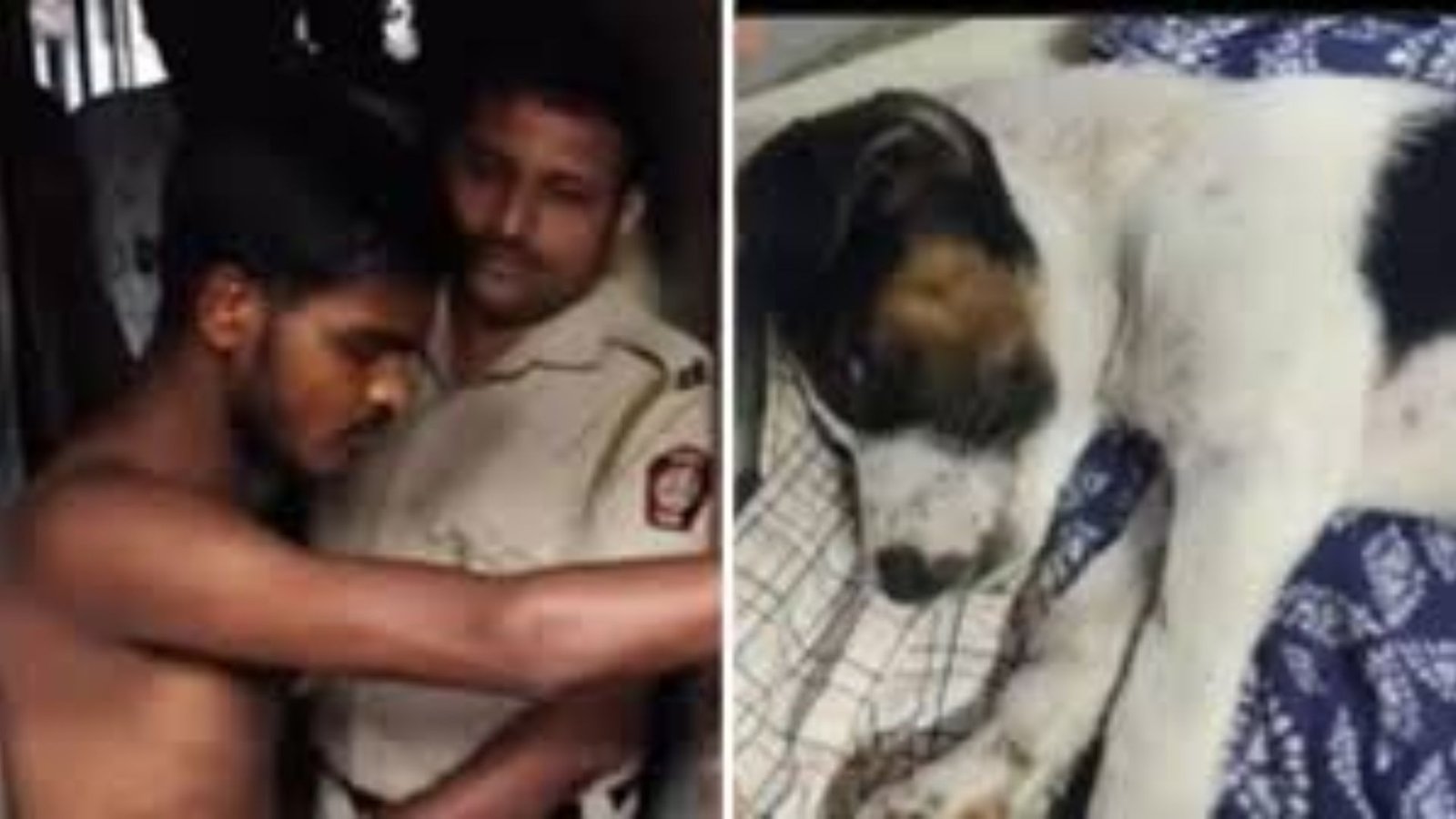 Rape on Puppy Dog in Mumbai: