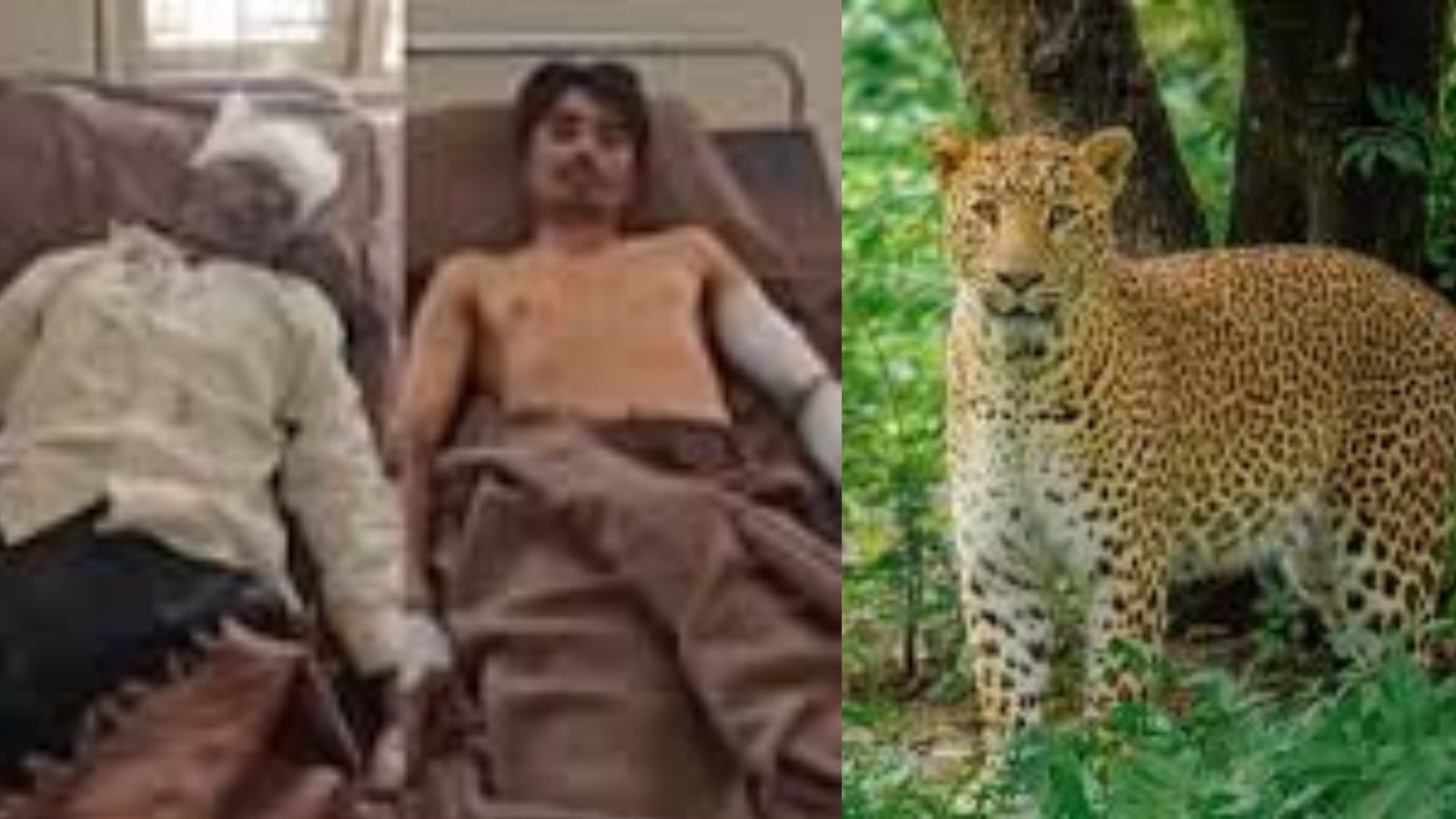 gujarat man killed leopard for save his sons life